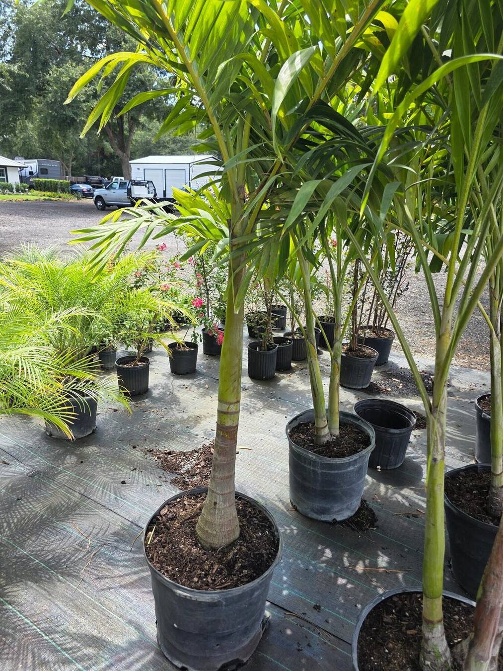 Christmas and Robellini palms on the lot at Garden of Eden