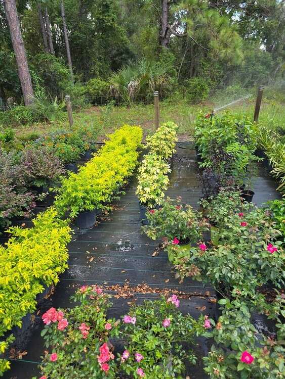 Garden of Eden nursery grounds with flowering plants