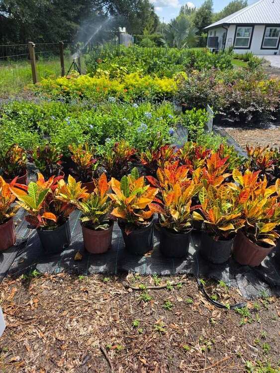Rows of croton and nursery plants at Garden of Eden