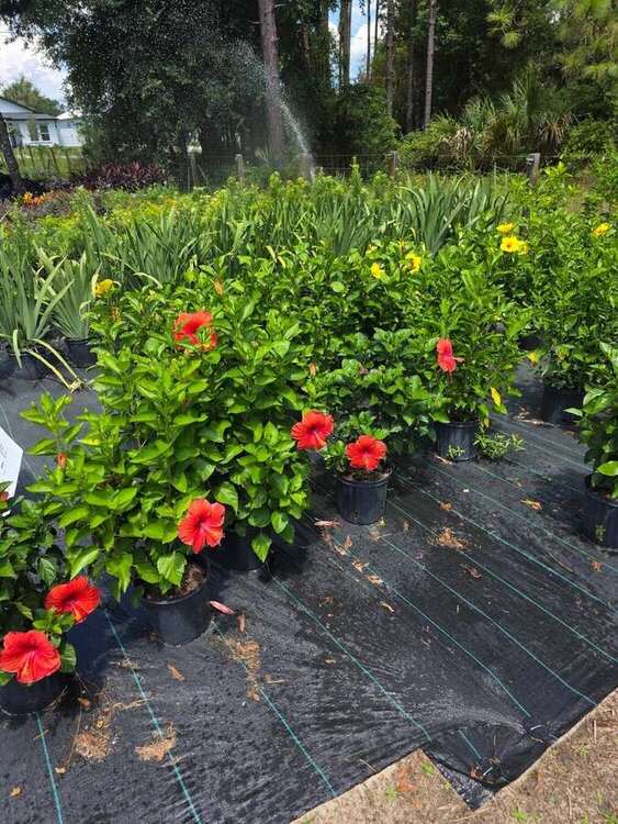 Hibiscus rows at Garden of Eden nursery