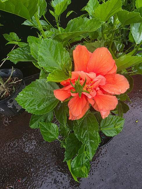 Hibiscus bloom detail at Garden of Eden